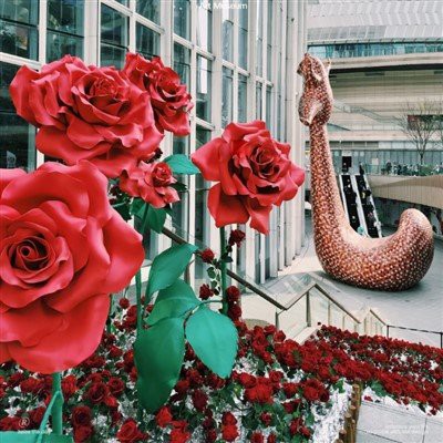 Dagblóm Valentínusar